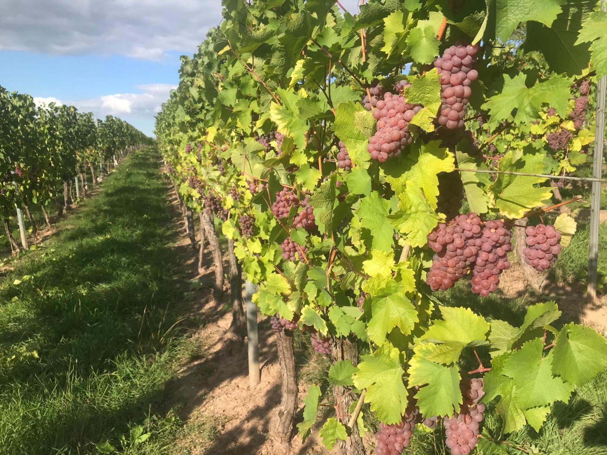 Готель Gastehaus Und Weingut Bernd Frieden Ніттел Екстер'єр фото